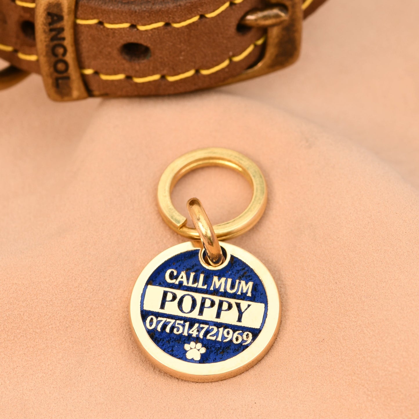 Dog collar with a gold tag on a beige background